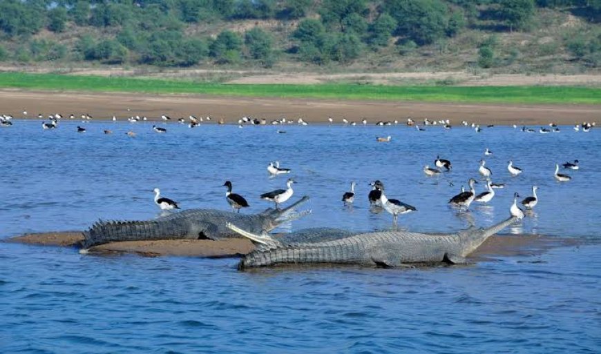 चंबल नदी दिल है तो घड़ियाल इसकी धड़कन, 40 साल का प्रतिबंध 4 वर्ष प्रयास 40 हजार परिवारों को लाभ :